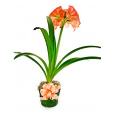 Amaryllis Potted 6"